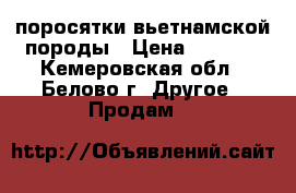 поросятки вьетнамской породы › Цена ­ 2 500 - Кемеровская обл., Белово г. Другое » Продам   